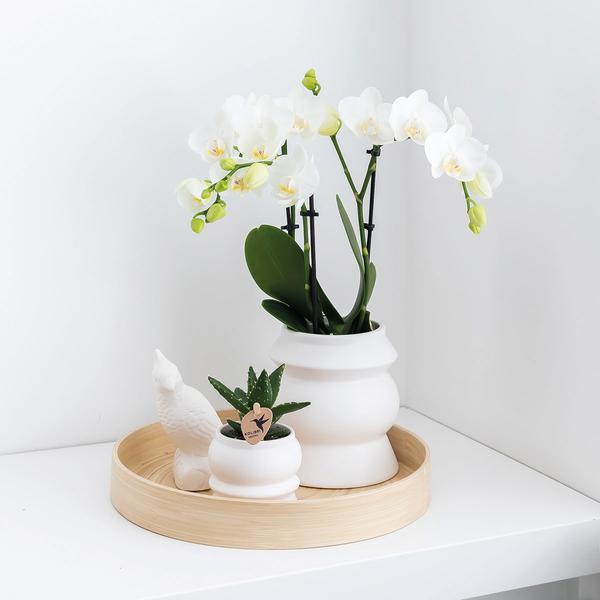 Orchids - Surprise box eenkleurig - verrassingsbox met 4 verschillende orchideeën