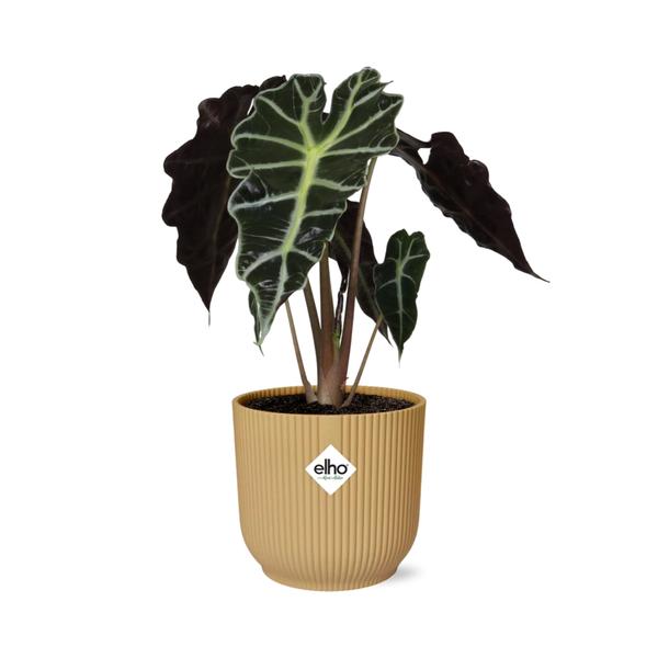 #AlocasiaPolly #IndoorPlants #Houseplants #DecorativePlants #PottedPlants #14cmPot #YellowPot #ELHOVibes #VibesFoldPot #ModernPlantDesign #TropicalPlants #EvergreenPlants #OrnamentalPlants #LowMaintenancePlants #HomeDecor #OfficePlants #LivingRoomPlants #UniqueHouseplants #EasyCarePlants #StatementPlant #GreeneryDecor #PlantLovers #UrbanJungle #PlantParenthood #AirPurifyingPlants