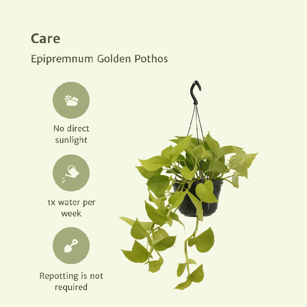 Epipremnum Golden Pothos (Scindapsus) - 2 stuks