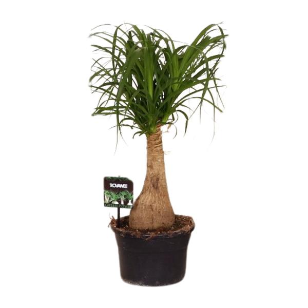 Beaucarnea Nolina