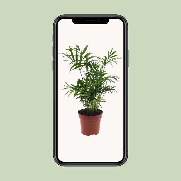 Chamaedorea Elegans - Mexicaanse Bergpalm
