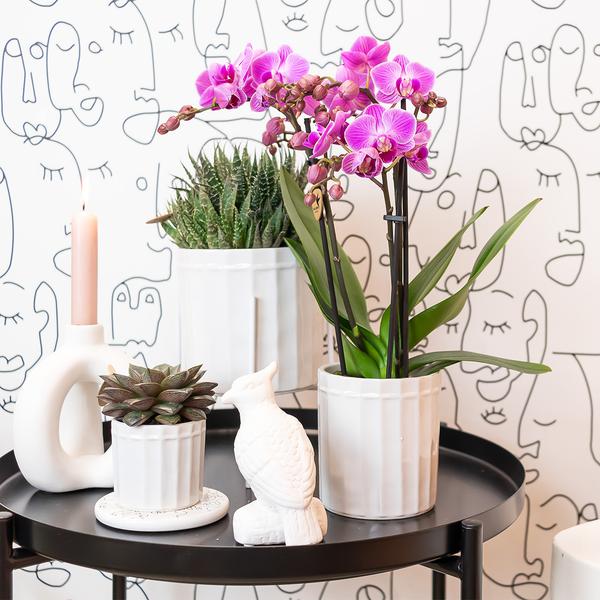 Paars/ roze Phalaenopsis orchidee - Mineral Vienna