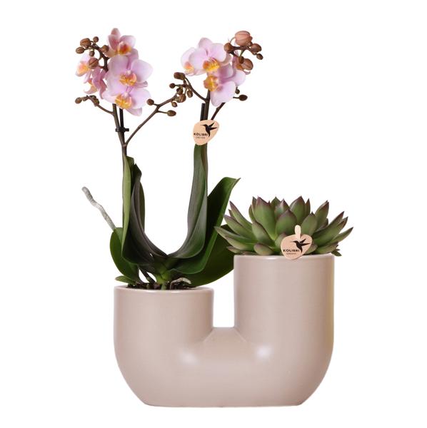 Set van roze orchidee Andorra en Succulent in Tube sierpot Sand potmaat