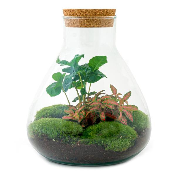 Terrarium - Sammie Coffea - Normal