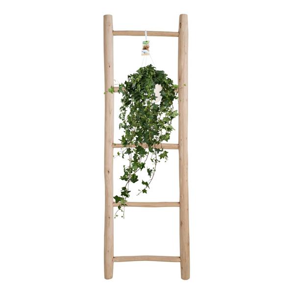 Hedera Helix Pitsburg - Hang/XXL