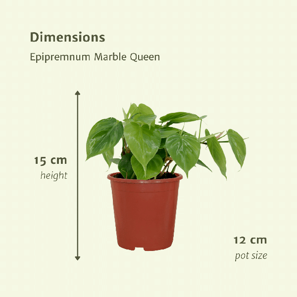 Philodendron Scandens - set van 2