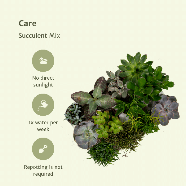 Succulenten Mix - 18 stuks - 10 cm - Ø8,5