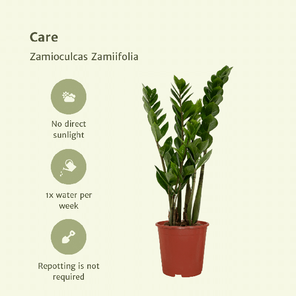 Zamioculcas Zamiifolia - Emerald palm - 50cm - ø14 set van 2