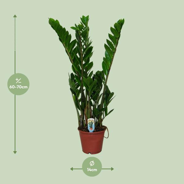 Zamioculcas Zamiifolia