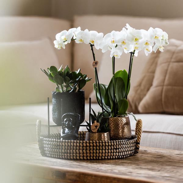 Plantenset met Phalaenopsis Orchidee en Succulenten incl. keramieken sierpotten