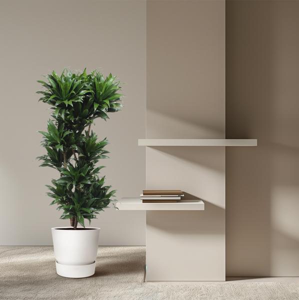 Dracaena Compacta