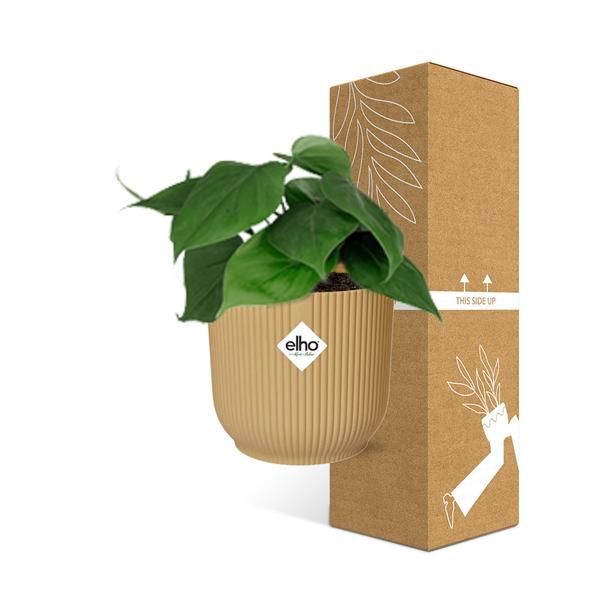 Philodendron Scandens in ELHO Vibes Fold geel