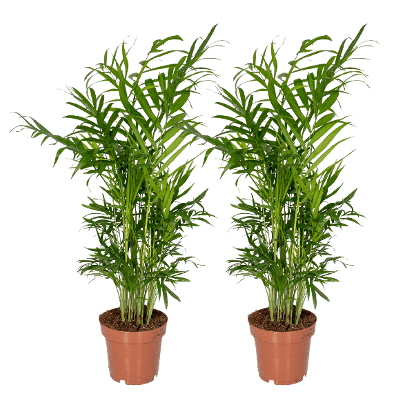 Chamaedorea Elegans (Mexicaanse Bergpalm) - 2 stuks