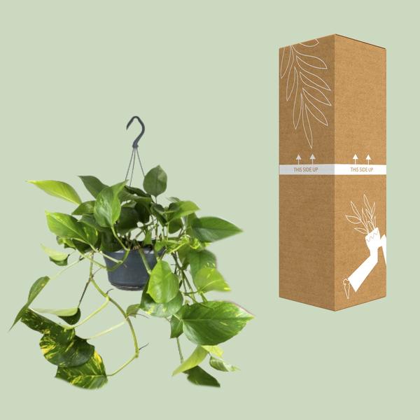 Epipremnum Aureum - Ø15cm - ↕25cm