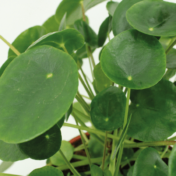 Pilea Peperomiodes - Pannekoekenplant set van 2
