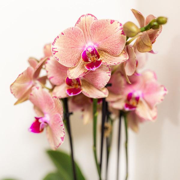 verrassingsbox met 4 verschillende orchideeën