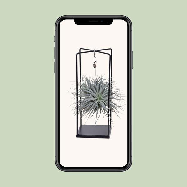 Tillandsia Cube Mix 1 stuk
