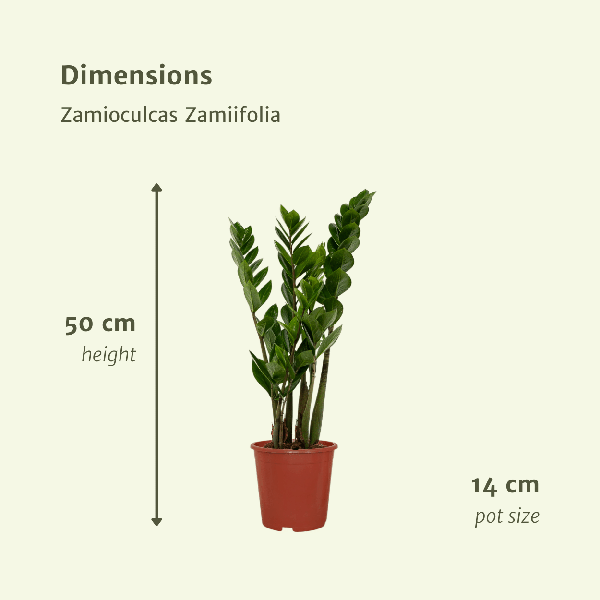 Zamioculcas Zamiifolia - Emerald palm - 50cm - ø14 set van 2