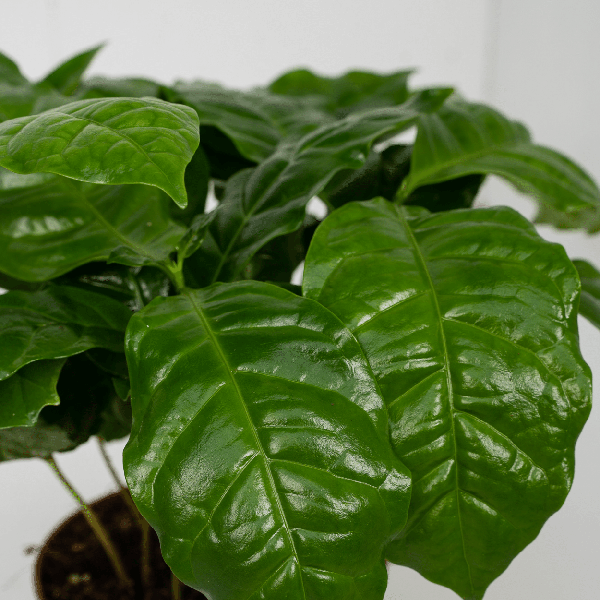 Coffea Arabica (Koffieplant) - 2 stuks