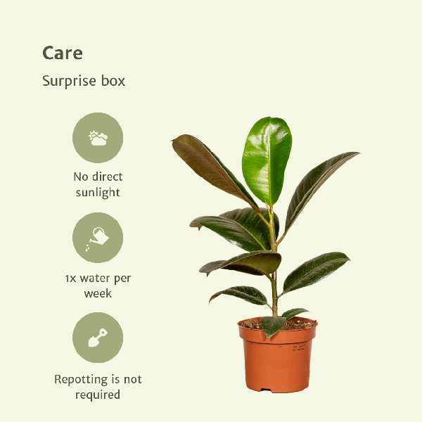Verrassingsbox
