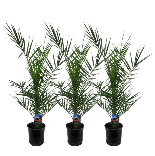 Phoenix Canariensis trio