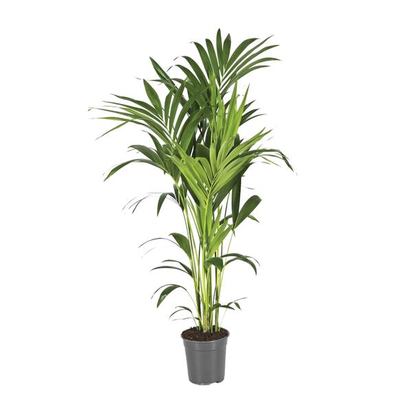 Howea Forsteriana