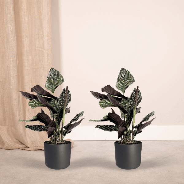 Calathea Ornata - Pauwenplant - set van 2