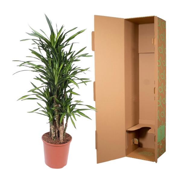 Dracaena Riki