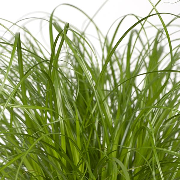 Cyperus Alternifolius - Kattengras