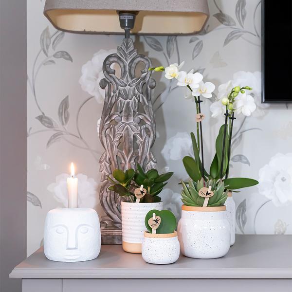 Orchids - Surprise box mix -verrassingsbox met 4 verschillende orchideeën