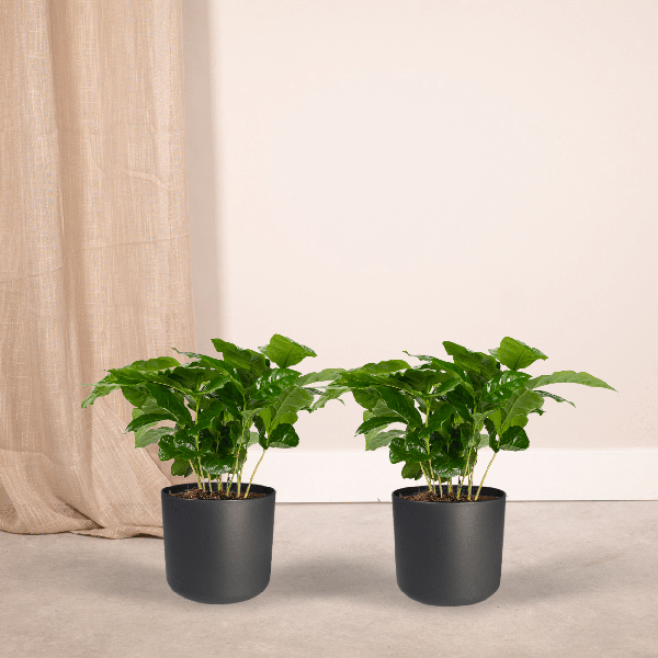 Coffea Arabica (Koffieplant) - 2 stuks