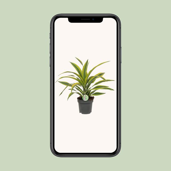 Dracaena Fragrans Lemon Lime
