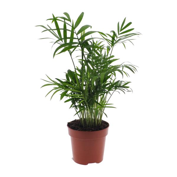 Chamaedorea Elegans - Mexicaanse Bergpalm