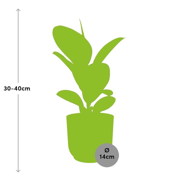 Ficus Elastica ‘Robusta’ in ELHO Vibes Fold roze