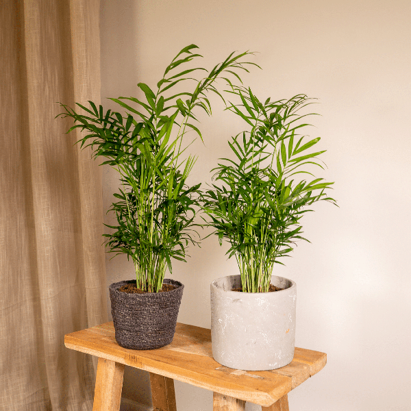 Chamaedorea Elegans (Mexicaanse Bergpalm) - 2 stuks