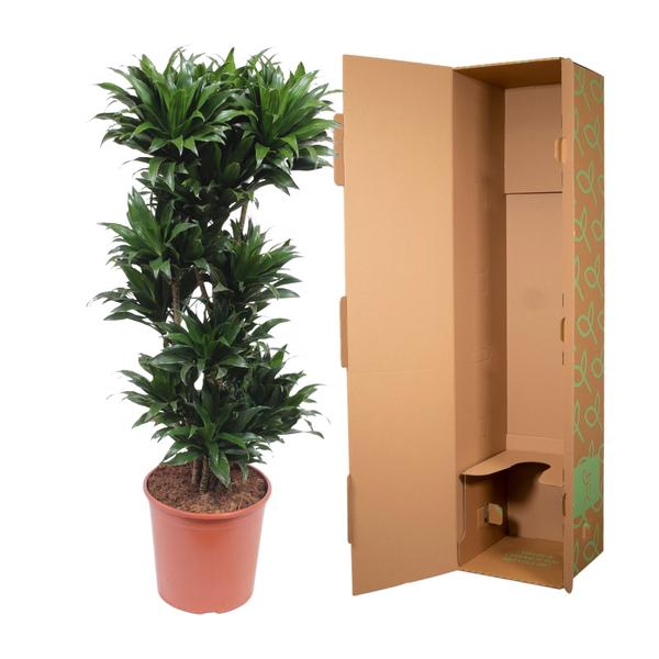 Dracaena Compacta
