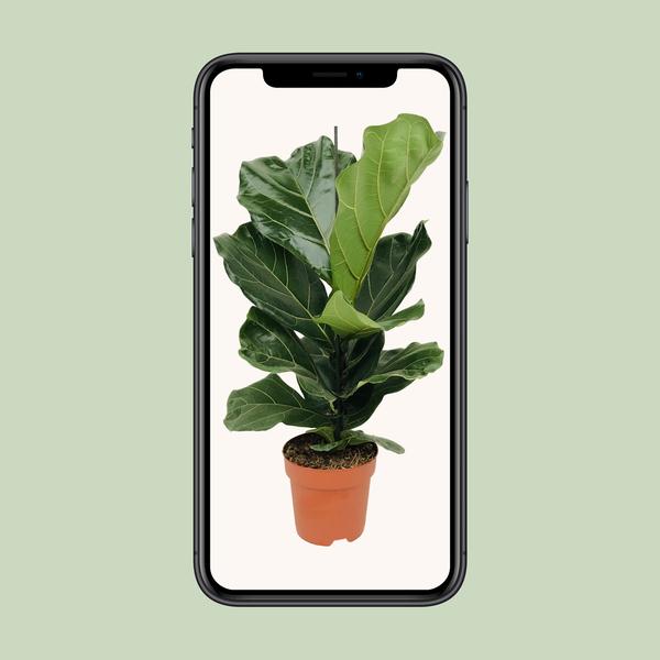 Ficus Lyrata