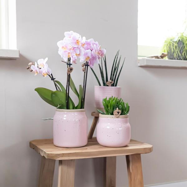 Orchids - Surprise box mix -verrassingsbox met 4 verschillende orchideeën