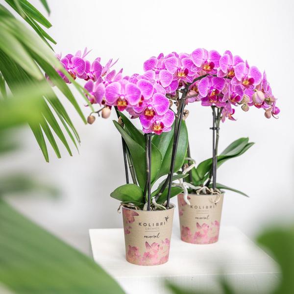 Paars/ roze Phalaenopsis orchidee - Mineral Vienna
