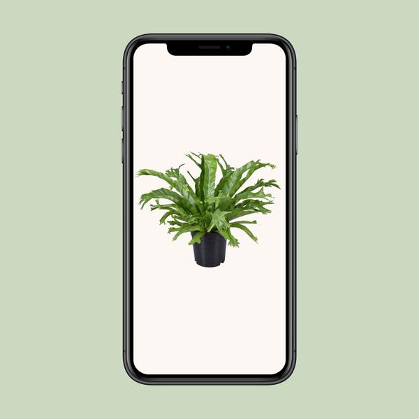Asplenium Nidus Crissie - Ø17cm - ↕40cm