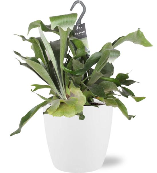 Platycerium Bifurcatum + Pot Brussels Wit