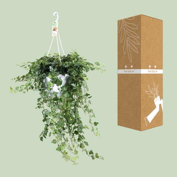 Hedera Wonder Green