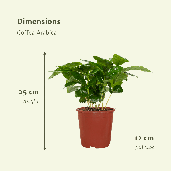 Coffea Arabica (Koffieplant) - 2 stuks