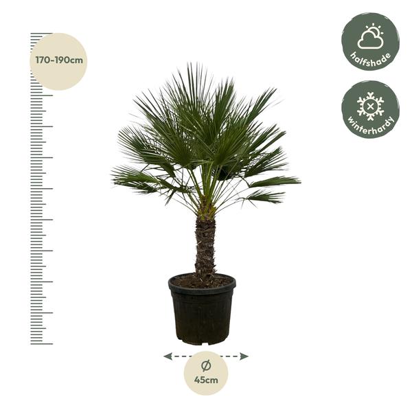 Chamaerops Humilis op stam