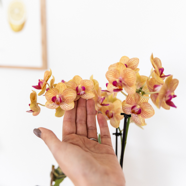 Oranje Phalaenopsis orchidee - Jamaica + Painted Stripe pot oranje