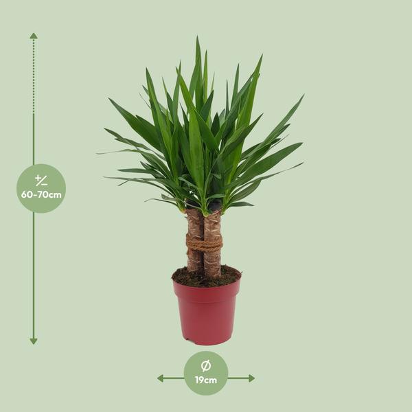 Yucca "Tres Cañas" 30 Stam