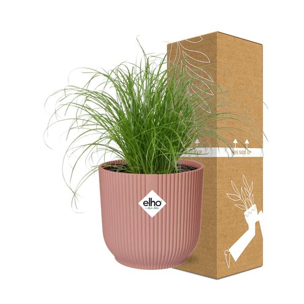 Cyperus Alternifolius Zumula in ELHO Vibes Fold roze