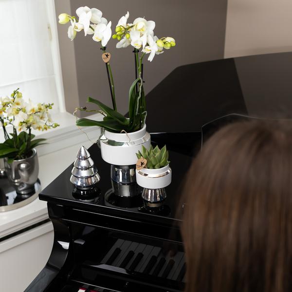 Witte Phalaenopsis orchidee – Amabilis + Le Chic sierpot zilver