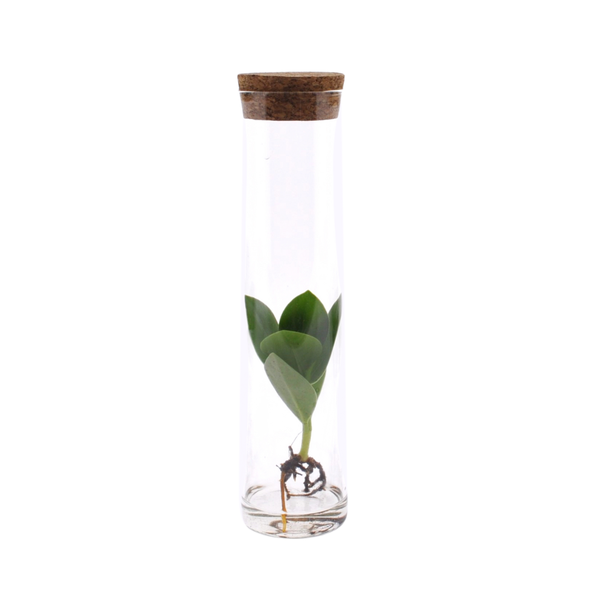 Clusia In Tube Glas