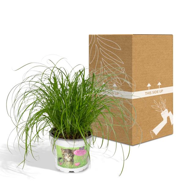 Cyperus Alternifolius - Kattengras